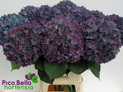 Hydrangea pimpernel classic aubergine