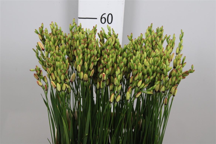 <h4>Ixia Spotlight</h4>