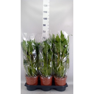 Philodendron xanadu