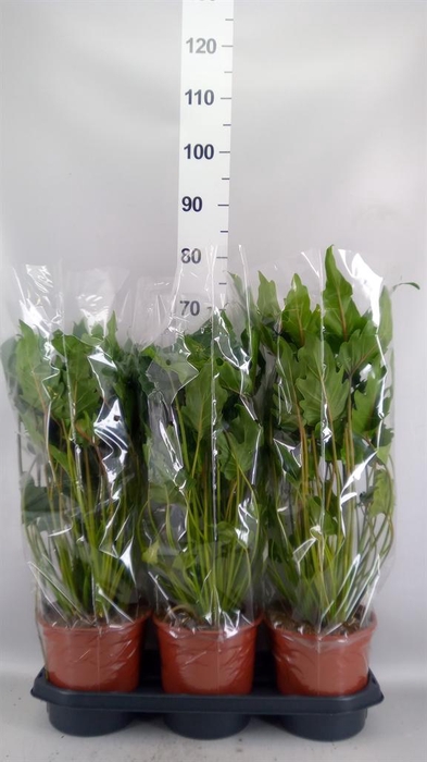 <h4>Philodendron xanadu</h4>