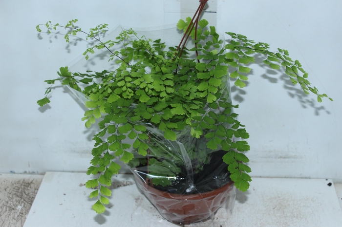 <h4>AVENCA VARIADA C21</h4>