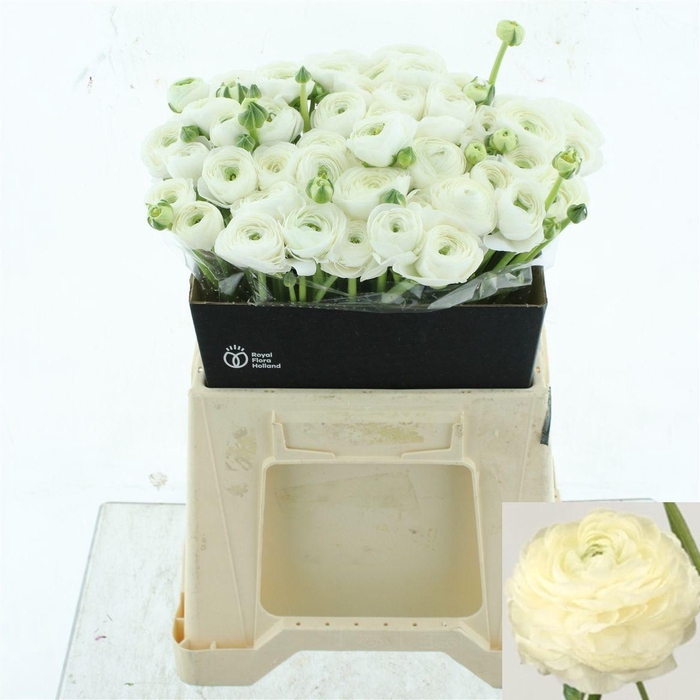 <h4>RAN EL WHITE</h4>