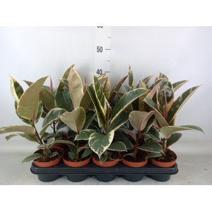 Ficus elastica 'Tineke'