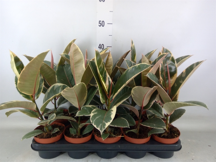<h4>Ficus elastica 'Tineke'</h4>