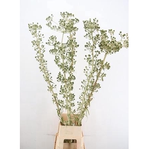 ERYNGIUM GREEN GLOBE 180CM