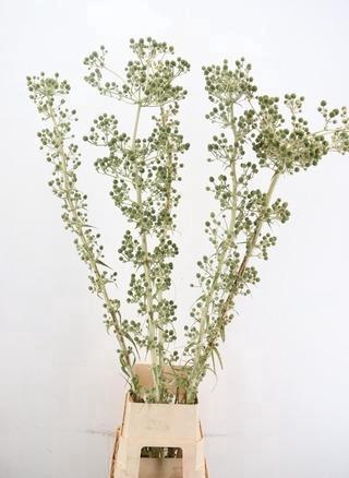 <h4>ERYNGIUM GREEN GLOBE 180CM</h4>