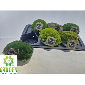 VASTE PLANTEN OV