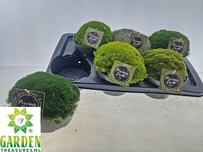 <h4>VASTE PLANTEN OV</h4>