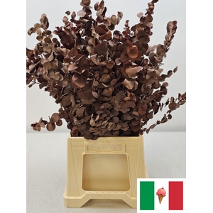 GESTABILISEERD EUC CINEREA BRUIN