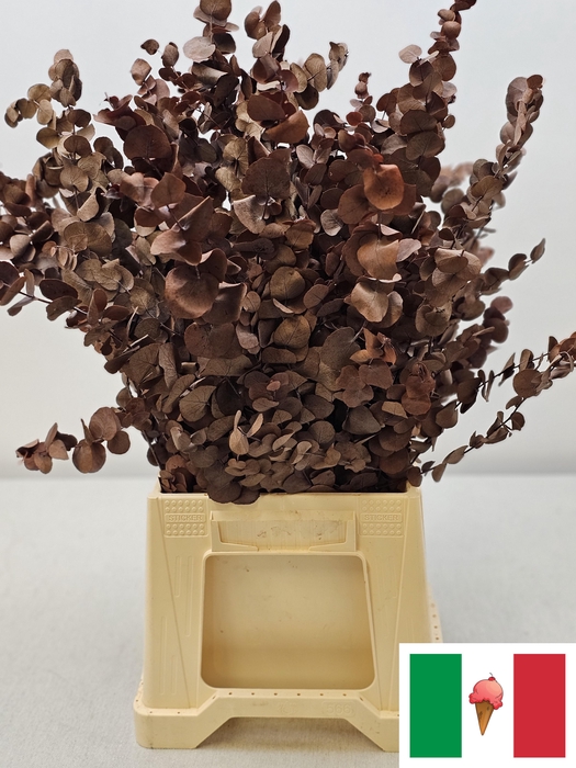 <h4>GESTABILISEERD EUC CINEREA BRUIN</h4>