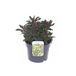 Euphorbia amygdaloides Purpurea