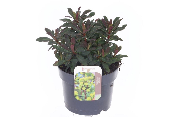 <h4>Euphorbia amygdaloides Purpurea</h4>