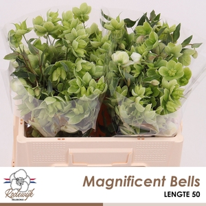 HELL  MAGNIFIC BELLS