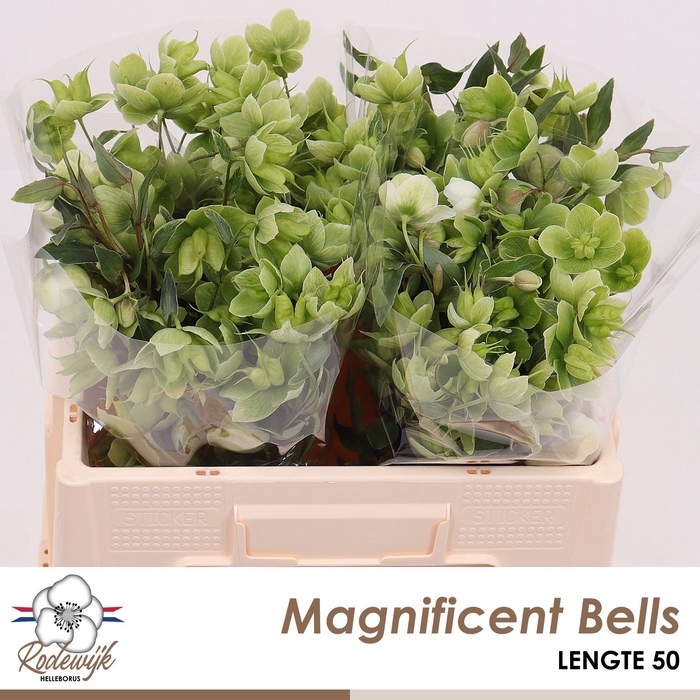 <h4>HELL  MAGNIFIC BELLS</h4>