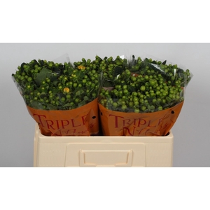 HYP MAG GREEN REVIVA