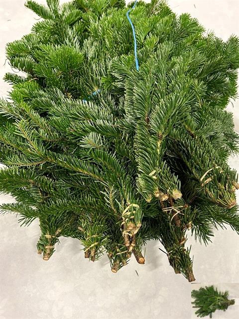 ABIES NORDMANN BS