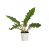 PHILODENDRON RING OF FIRE GREEN P12