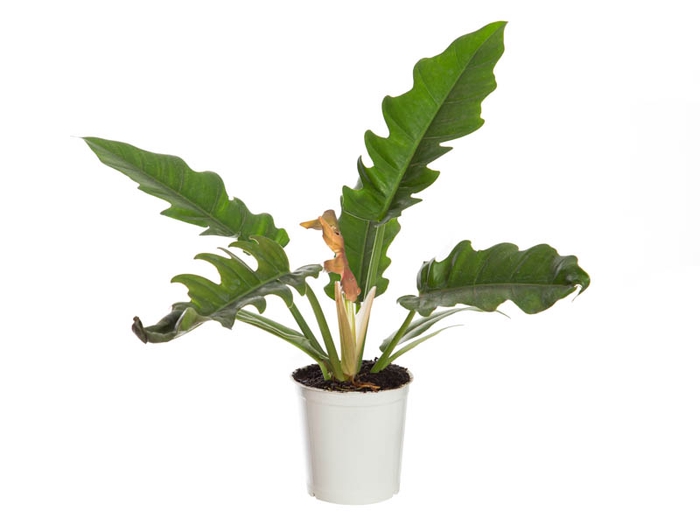 <h4>PHILODENDRON RING OF FIRE GREEN P12</h4>