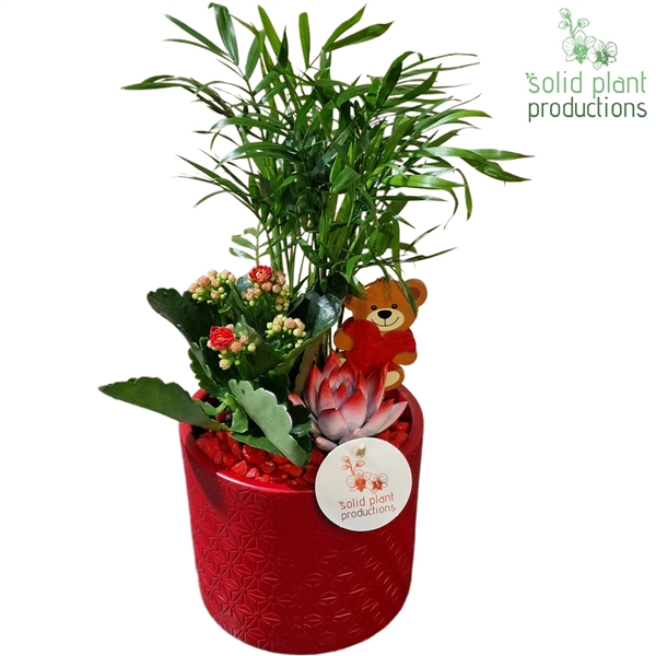 <h4>CE001 Amy Red VM</h4>