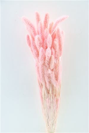 <h4>Dried Setaria Bl L. Pink Bunch</h4>