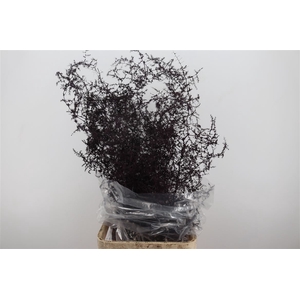 Sprengerie Wild Bordeaux P Stem