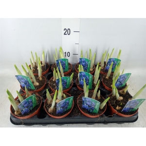 Iris reticulata 'Harmony'