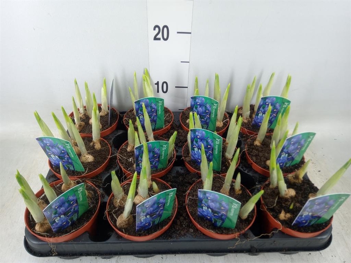 <h4>Iris reticulata 'Harmony'</h4>