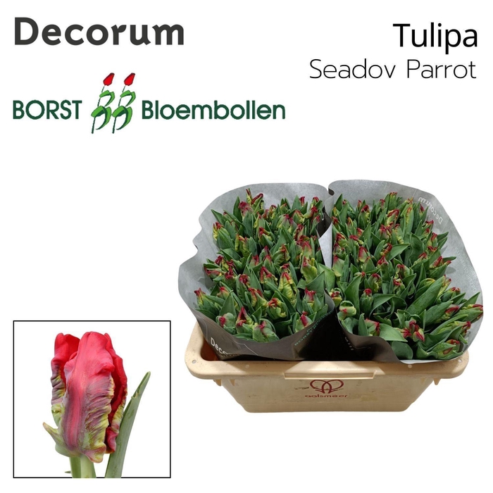 <h4>TU PA SEADOV PARROT</h4>