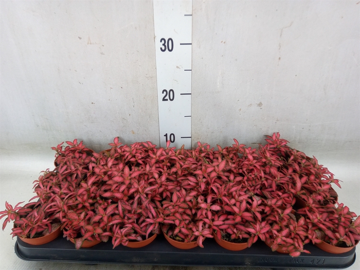 <h4>Fittonia verschaf. 'Forest Flame'</h4>