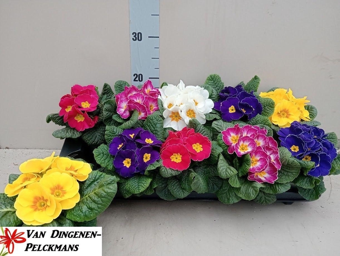 <h4>PRIM ACAULIS GEMENGD</h4>