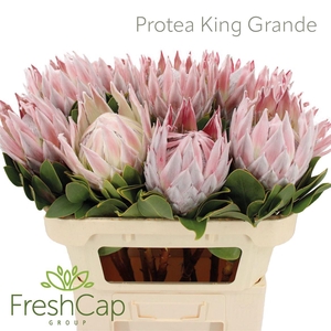 Protea Cynaroides Big