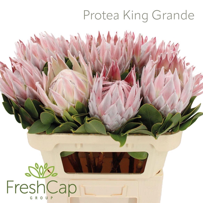 <h4>Protea Cynaroides Big</h4>