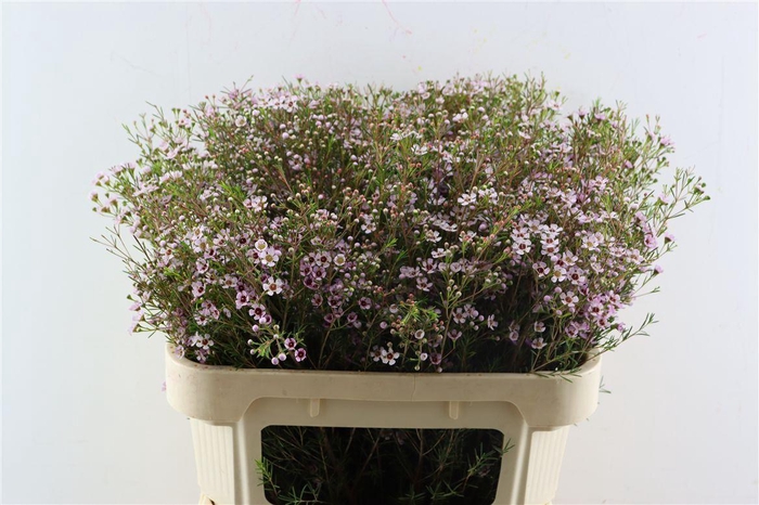 <h4>Chame Un Early Nir</h4>