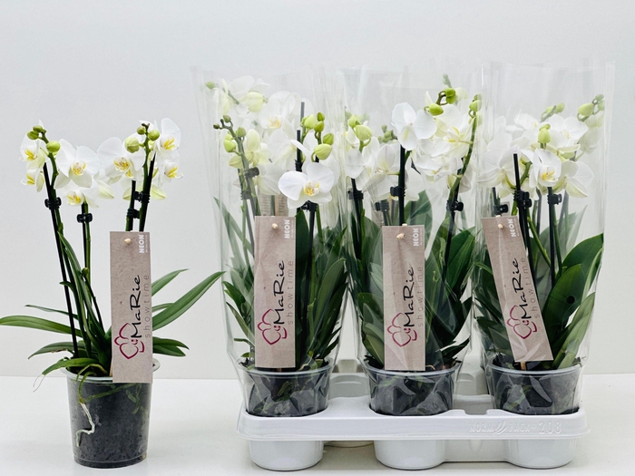 <h4>PHAL CHRISTEL 2</h4>