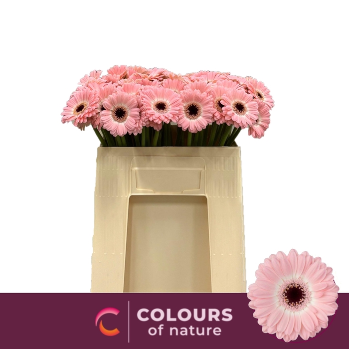 <h4>GE MI DIXON</h4>