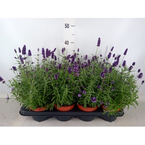 Lavandula angus. 'Hidcote'