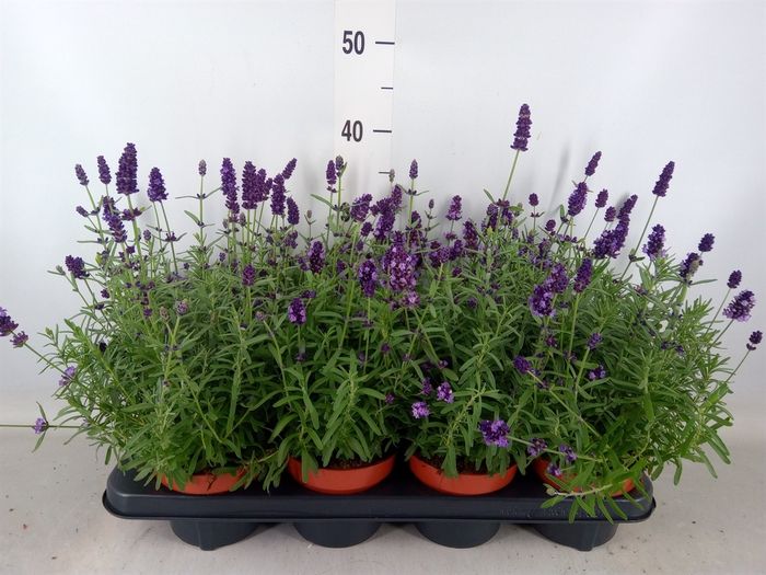 <h4>Lavandula angus. 'Hidcote'</h4>