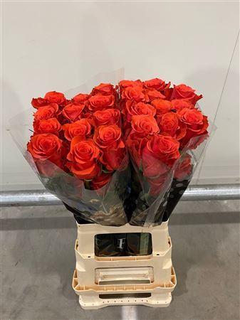 <h4>R Gr Orange Crown</h4>