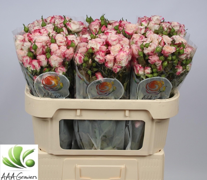 <h4>R TR REFLEX</h4>