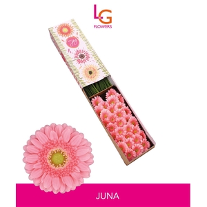 Ge Mi Juna - Fust 614