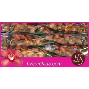 Cymb T Victoria 80 Cm