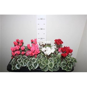 Cyclamen Ss Picasso Mix Feel Green