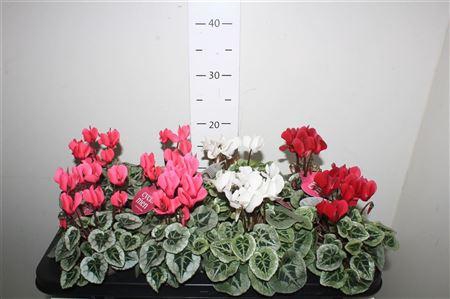 <h4>Cyclamen Ss Picasso Mix Feel Green</h4>