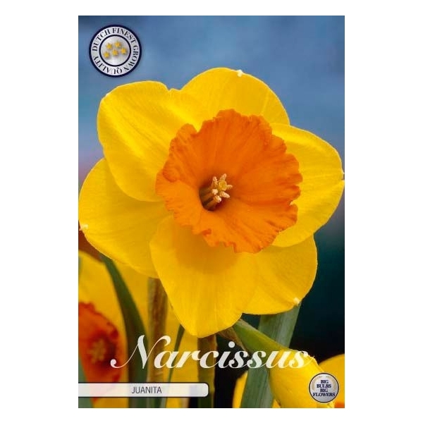 <h4>Narcissus Trumpet Juanita x5 14/16</h4>