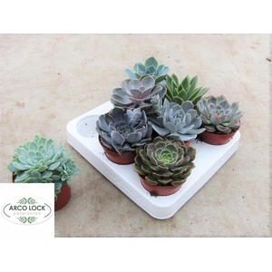 Echeveria mix 8,5Ø 12cm
