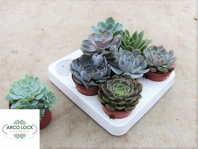 Echeveria mix 8,5Ø 12cm