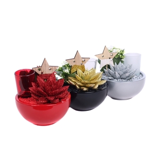 Opgemaakte kerstschalen met geverfd echeveria 8,5 cm met grit en waxinelicht