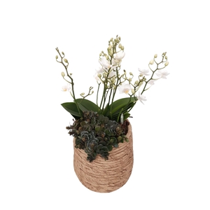 Arr.   Kamerplant Groen L%