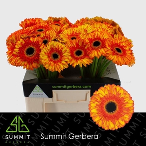 Gerbera Spotlight Water