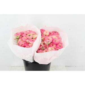 RAN SUCCES FELICIDADE